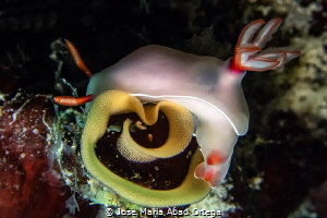 Hypselodoris bullockii with egss
 by Jose Maria Abad Ortega 